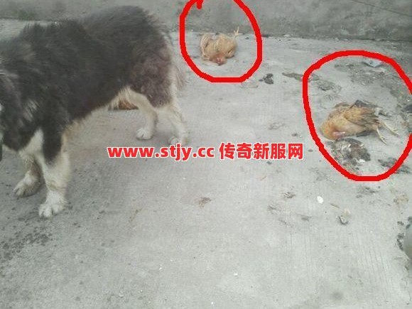 当年打死这只鸡，就能让你在土城横着走？