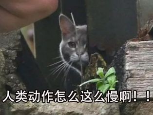 别不信！这只“蠢猪”才是散人玩家的发财树？