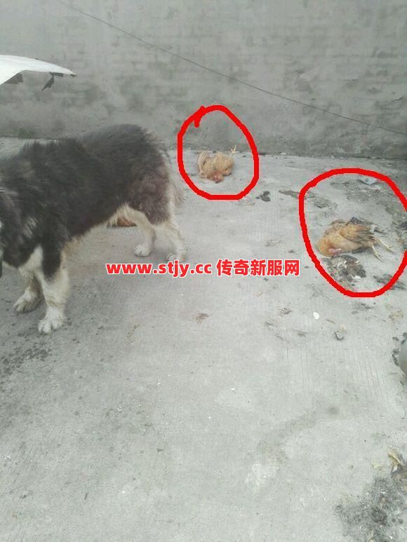 当年打死这只鸡，就能让你在土城横着走？